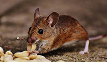 24 Hour & Emergency Exterminators in Harleysville Insurance Co, PA